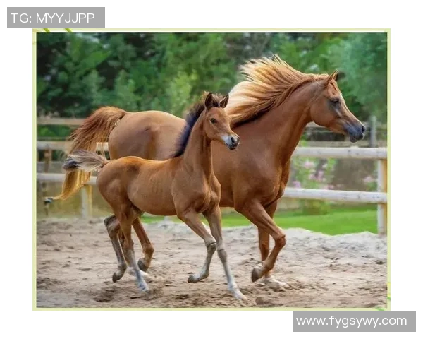 指甲足球的魅力与技巧探索：从基础到高级的全面指南与实战经验分享