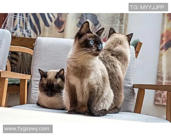 预言猫足球:揭秘未来比赛结果的神秘猫咪与足球的奇妙结合 预言猫足球:揭秘未来比赛结果的神秘猫咪与足球的奇妙结合